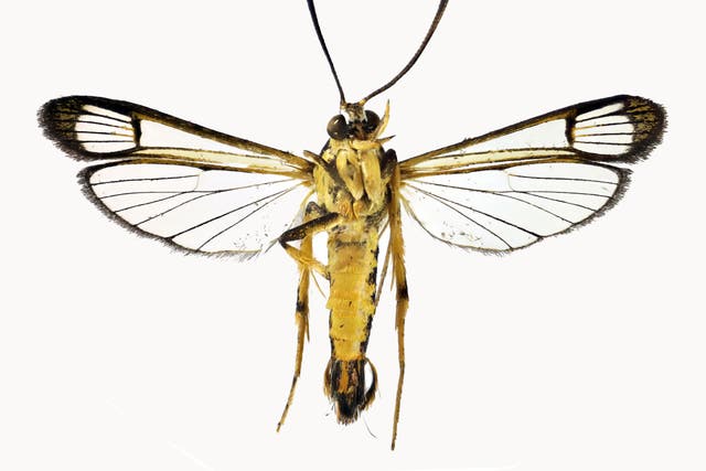 <p>The new species of clearwing moth from Guyana discovered in Wales </p>