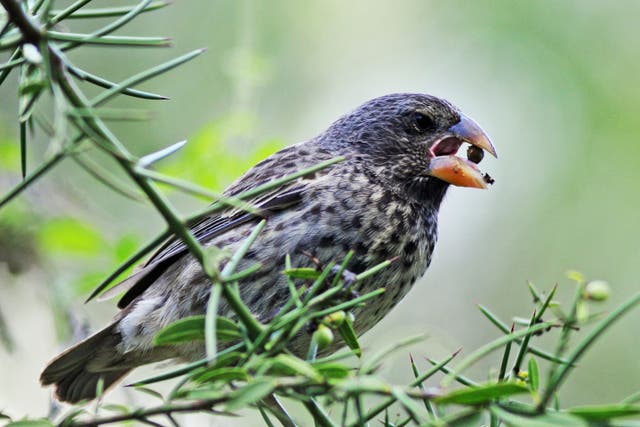 The beaks of Darwin’s medium ground finches can evolve to crush the shells of hard seeds (Andrew Hendry/University of Massachusetts Amherst/PA)