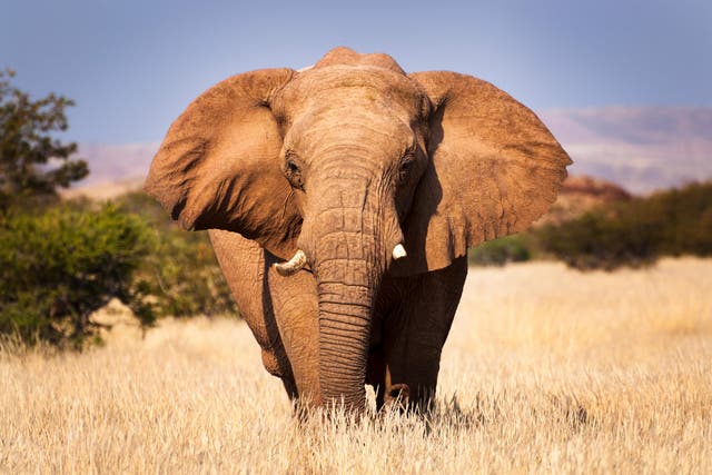 <p>Killing 723 animals including 83 Namibian elephants will help offset the effects of this year’s drought, the government says</p>
