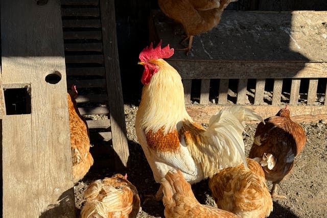<p>Chickens in a holding pen at a northern California farm in January. Chickens and other birds are often the source of avian influenza, and can pass it along to humans.  Human cases have risen since the spring. </p>
