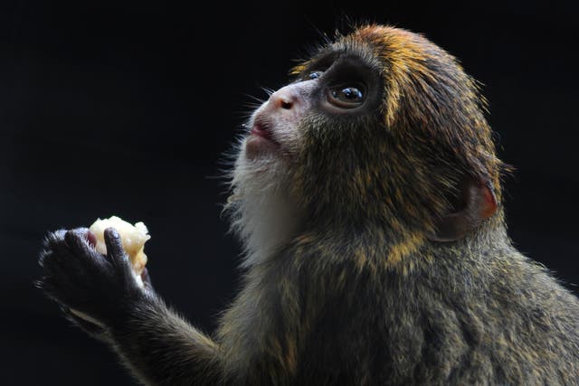<p>File. Juvenile De Brazza's monkey at the Hong Kong Zoological and Botanical Gardens </p>