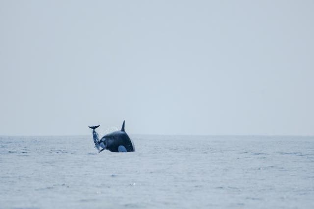 <p>Matriarch orca ‘Dakota’ propels dolphin into air while hunting</p>