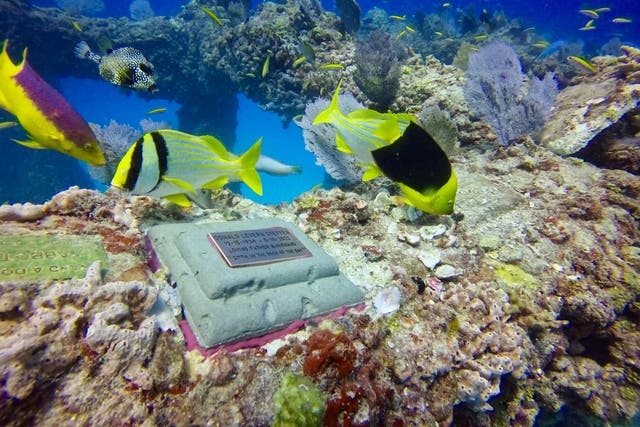 <p>Neptune Memorial Reef is the final resting place of about 1,500 people off the coast of Miami Beach - and is one of the more unusual cemeteries in the US </p>