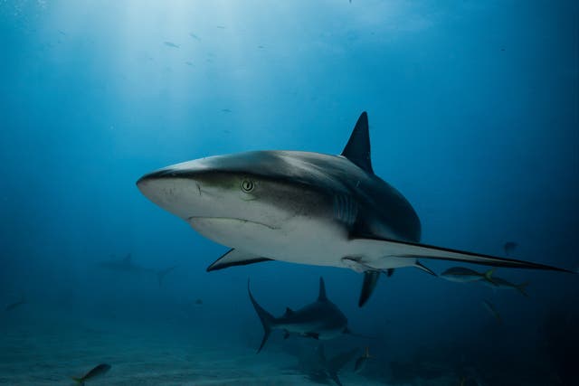 <p>A US tourist on a dream diving holiday is feared dead after parts of her body were found inside the stomach of a shark in Indonesia</p>