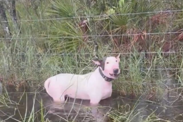 <p>Florida police found a dog tied to a fence as Hurricane Milton approaches the state</p>