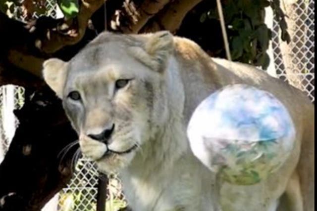 <p>Amani celebrated her 23rd birthday in May</p>