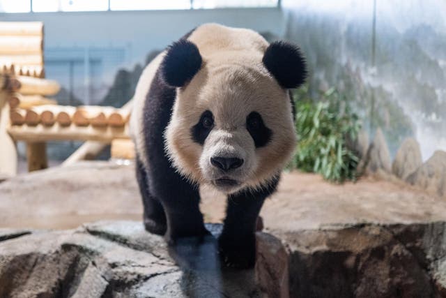 <p>The Smithsonian National Zoo welcomed two new pandas, Bao Li and Qing Bao, both three, on Tuesday. Their public debut is scheduled for January 24. The bears are already getting familiar with their new habitat</p>