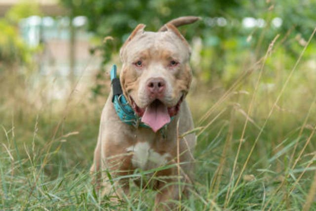 <p>File photo of an XL Bully </p>
