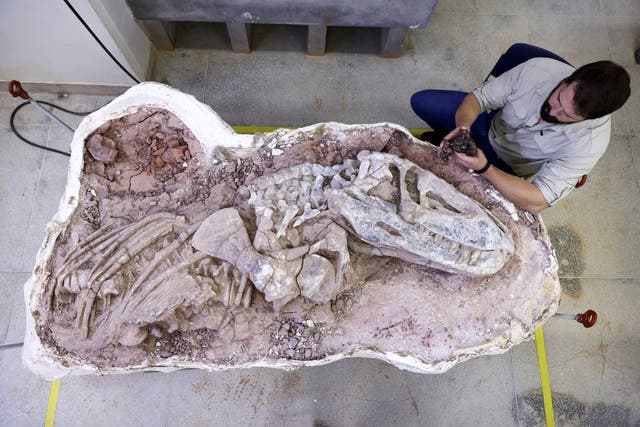<p>Paleontologist from the Federal University of Santa Maria, Rodrigo Temp Muller, holds a fossil called Gondwanax paraisensis, next to a contemporary fossil of Prestosuchus chiniquensis, a species that lived 237 million years ago</p>