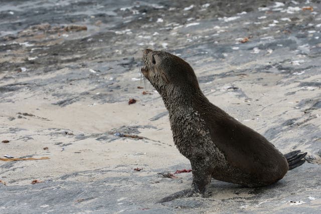 <p>At least 24 Cape fur seals that were found dead or euthanized in various locations in South Africa had rabies </p>