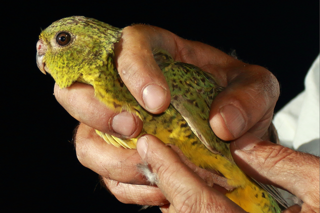 <p>Night parrot</p>