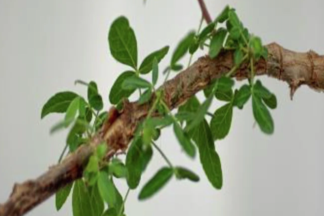 <p>Leaves of Sheba tree</p>