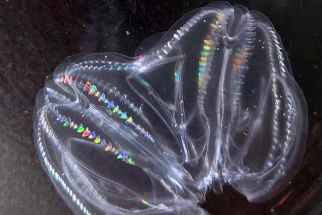 <p>Comb jelly in seawater tank</p>
