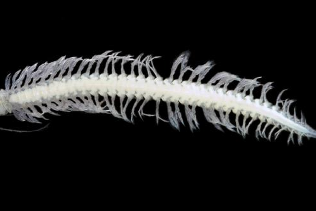 <p>Xibalbanus tulumensis is found in underwater caves on Yucatan Peninsula, Mexico </p>