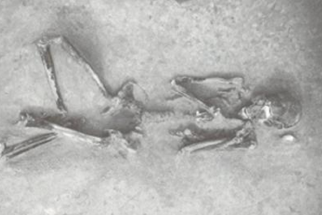<p>Remains of people from the Yayoi period about 2,300 years ago</p>